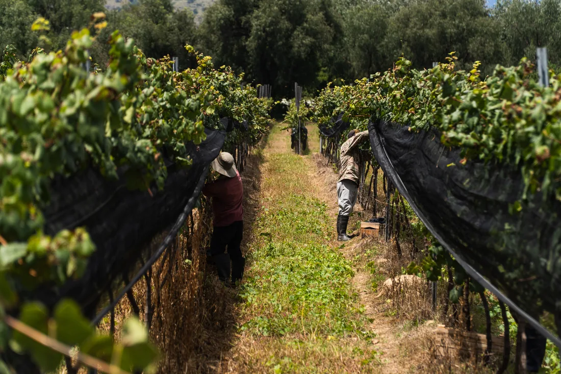 Cosecha de uvas en Tarija